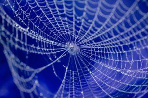 Spinnennetz Netzwerksymbol