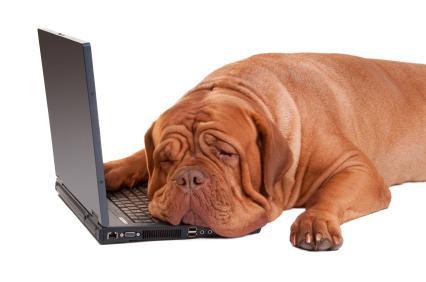 Hund schläft auf Laptop