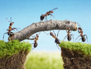 Symbol Ameisen bauen gemeinsam Brücke