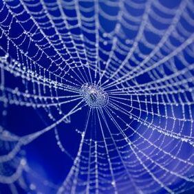 Spinnennetz Netzwerksymbol